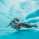 A Weddell seal accompanies her pup on a swim. When the juvenile is fully grown, it will be its mom’s size: about 10 feet long and weighing half a ton. These placid seals stay close to the coast, surfacing to breathe through holes in the ice.